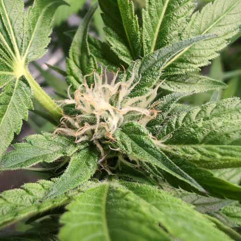 Cherry Kush  #1 growlog timeline photo