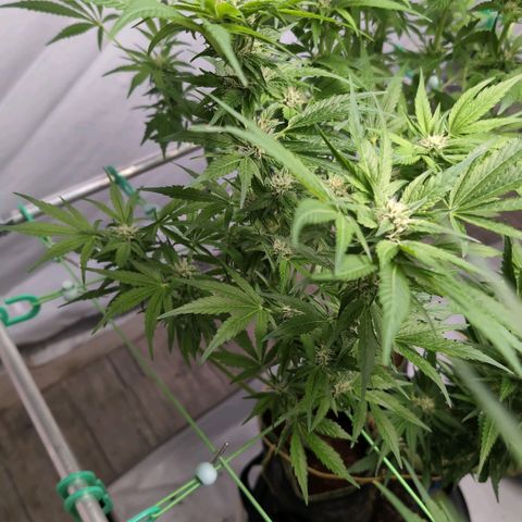 Cherry Kush  #1 growlog timeline photo