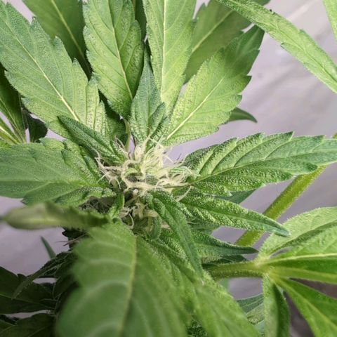 Cherry Kush  #2 growlog timeline photo