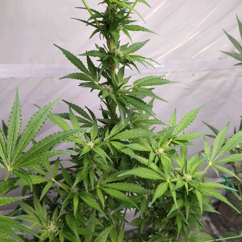 Cherry Kush  #2 growlog timeline photo