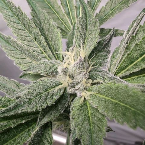 Triple Mints XXL  #3 growlog timeline photo