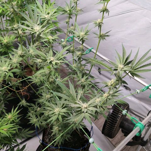 Triple Mints XXL  #3 growlog timeline photo