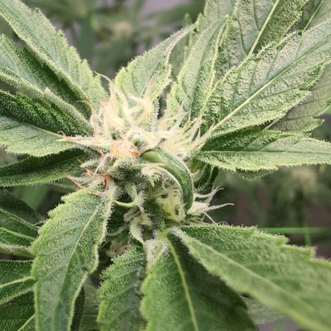 Cherry Bush F1 #2 growlog timeline photo