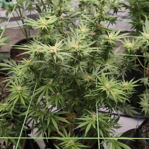Cherry Bush F1 #2 growlog timeline photo