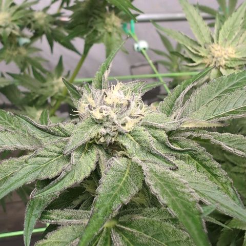 Sticky Berry Mints XXL  #2 growlog timeline photo