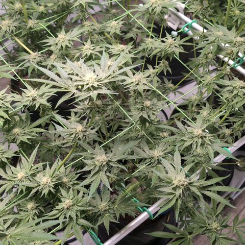 Sticky Berry Mints XXL  #2 growlog timeline photo