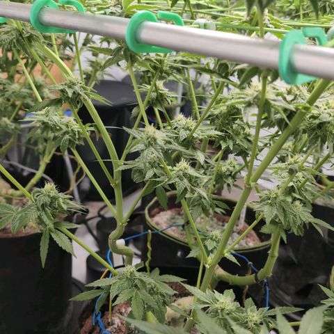 Sticky Berry Mints XXL  #2 growlog timeline photo