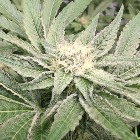Sticky Berry Mints XXL  #3 growlog timeline photo