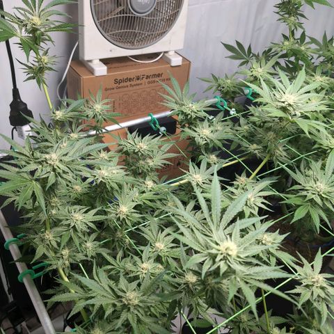 Sticky Berry Mints XXL  #3 growlog timeline photo