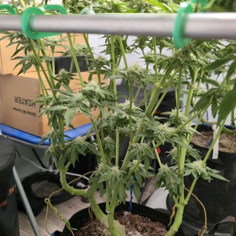 Sticky Berry Mints XXL  #3 growlog timeline photo