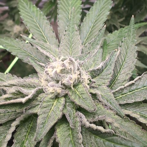 Sticky Berry Mints XXL  #1 growlog timeline photo