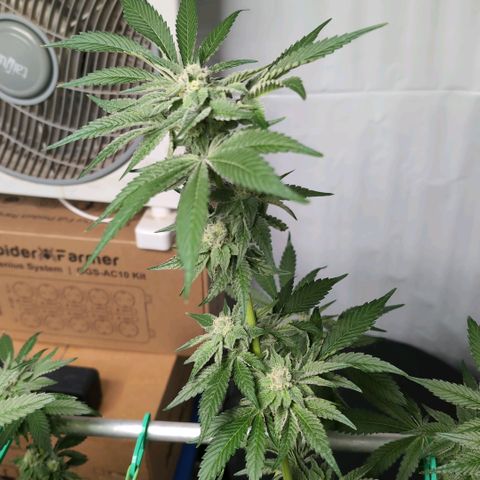 Sticky Berry Mints XXL  #1 growlog timeline photo