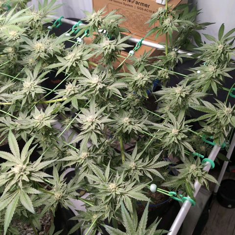 Sticky Berry Mints XXL  #1 growlog timeline photo