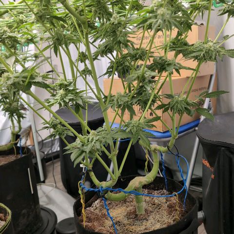Sticky Berry Mints XXL  #1 growlog timeline photo