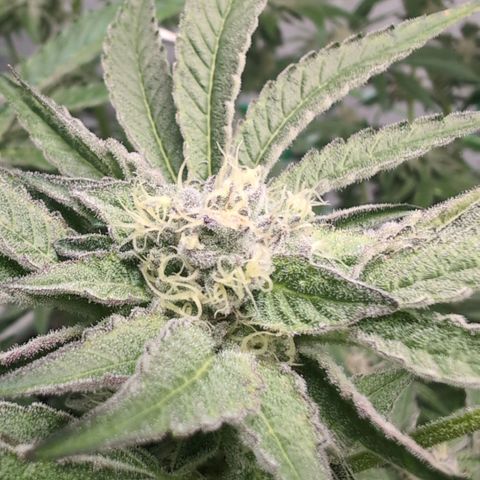 Triple Mints XXL  #2 growlog timeline photo