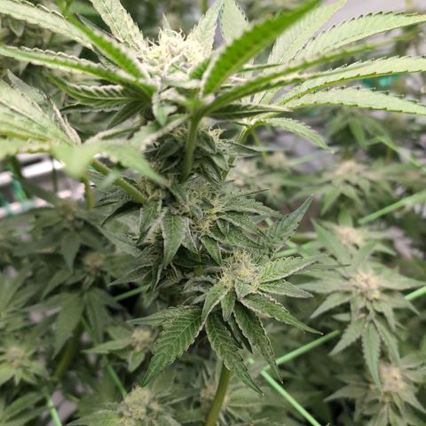 Triple Mints XXL  #2 growlog timeline photo