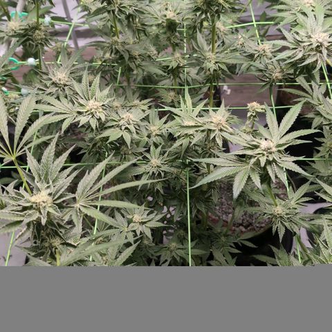 Triple Mints XXL  #2 growlog timeline photo