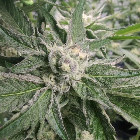 Sticky Berry Mints XXL Klon  #1 growlog timeline photo