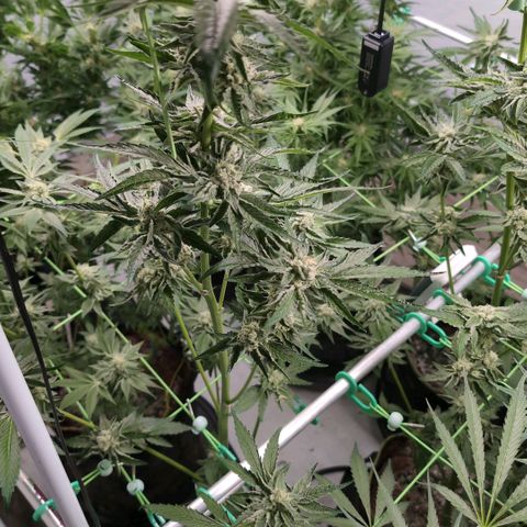 Sticky Berry Mints XXL Klon  #1 growlog timeline photo