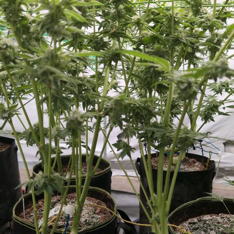 Triple Mints XXL  #2 growlog timeline photo