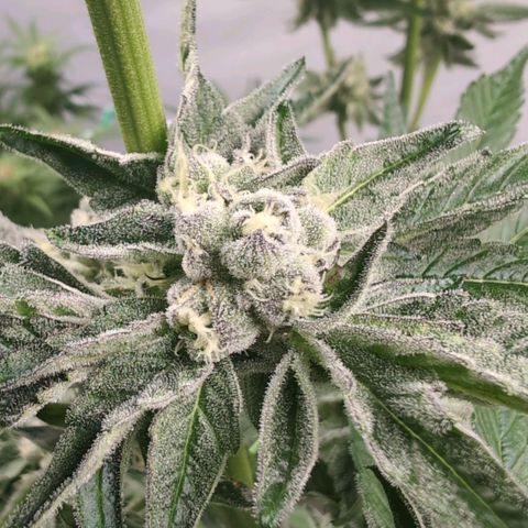 Sticky Berry Mints XXL Klon  #2 growlog timeline photo