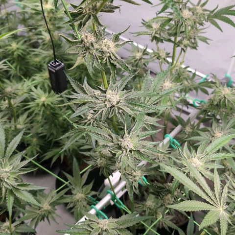 Sticky Berry Mints XXL Klon  #2 growlog timeline photo