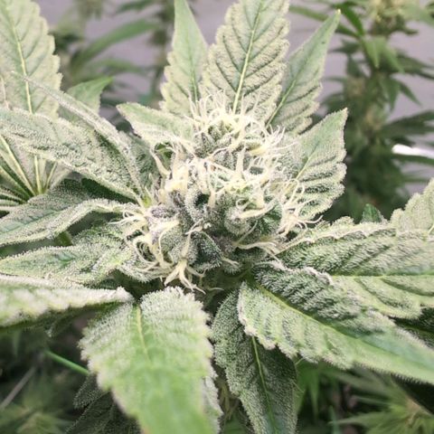 Triple Mints XXL  #1 growlog timeline photo
