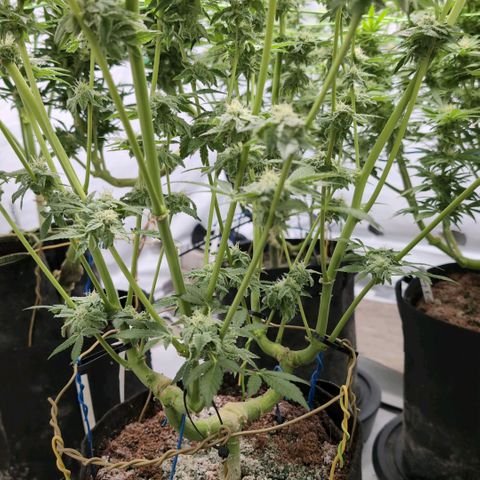 Triple Mints XXL  #1 growlog timeline photo
