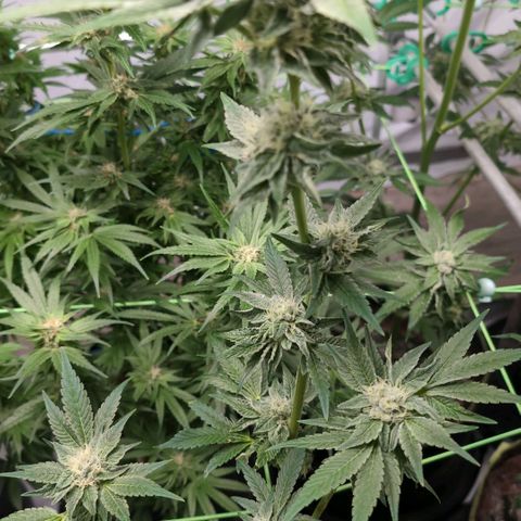 Triple Mints XXL  #1 growlog timeline photo