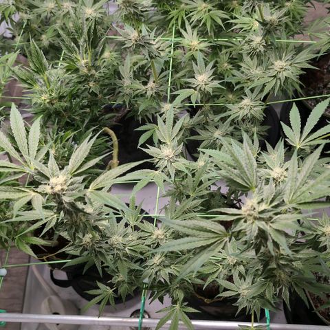 Triple Mints XXL  #1 growlog timeline photo