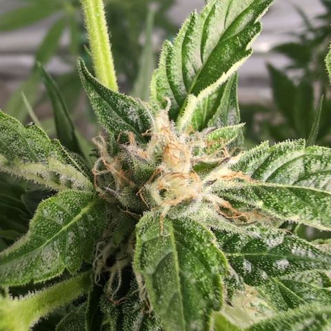 Cherry Kush  #1 growlog timeline photo