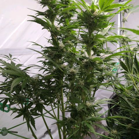 Cherry Kush  #1 growlog timeline photo