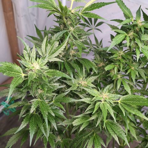 Cherry Kush  #1 growlog timeline photo