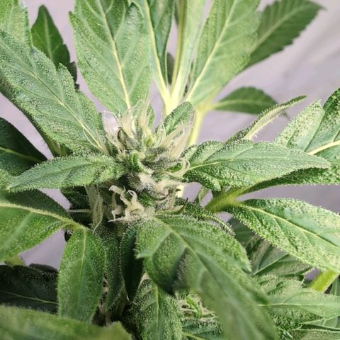Cherry Kush  #2 growlog timeline photo