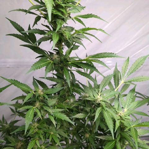 Cherry Kush  #2 growlog timeline photo
