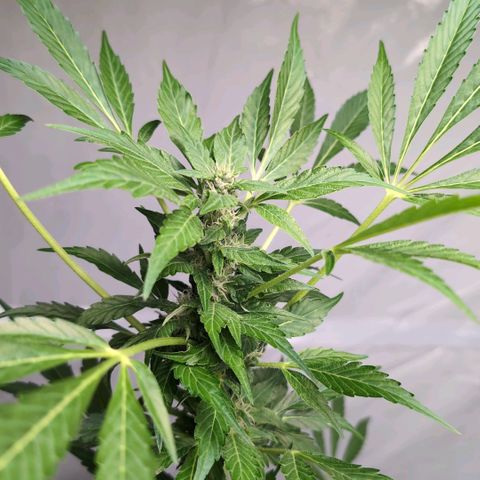 Cherry Kush  #2 growlog timeline photo