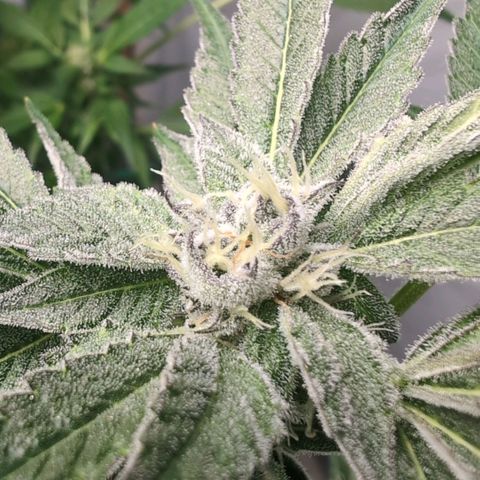 Triple Mints XXL  #3 growlog timeline photo