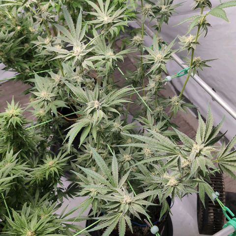Triple Mints XXL  #3 growlog timeline photo
