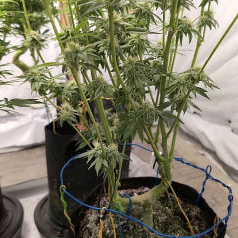 Triple Mints XXL  #3 growlog timeline photo