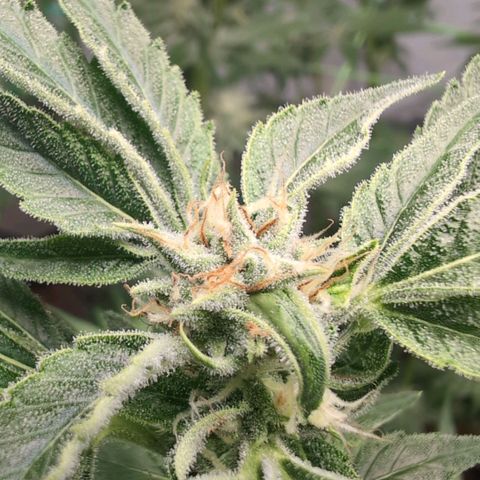 Cherry Bush F1 #2 growlog timeline photo
