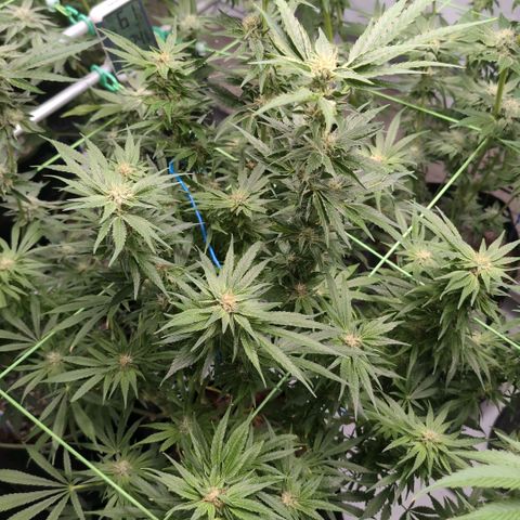 Cherry Bush F1 #2 growlog timeline photo