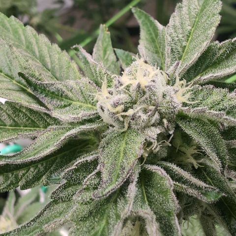 Sticky Berry Mints XXL Klon  #3 growlog timeline photo