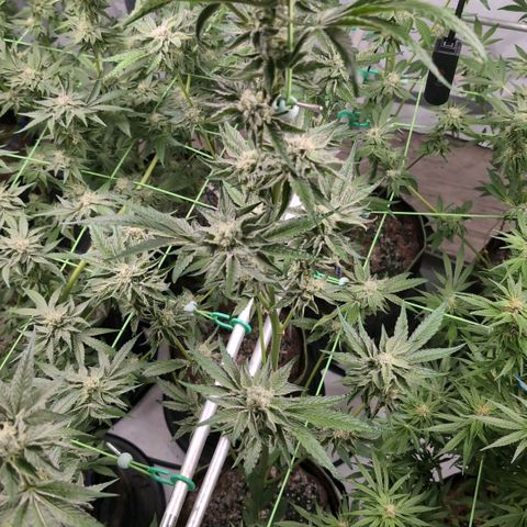 Sticky Berry Mints XXL Klon  #3 growlog timeline photo