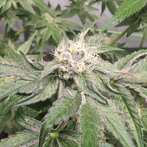 Sticky Berry Mints XXL  #2 growlog timeline photo
