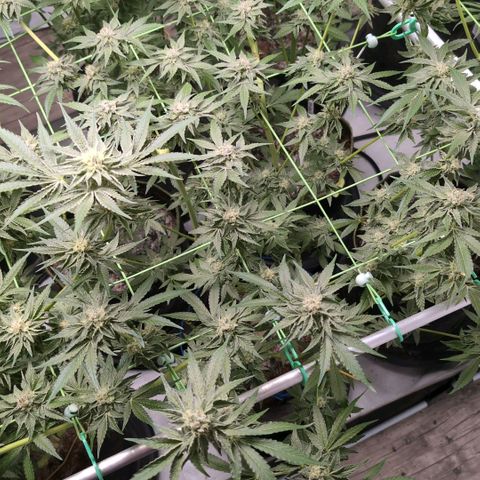 Sticky Berry Mints XXL  #2 growlog timeline photo