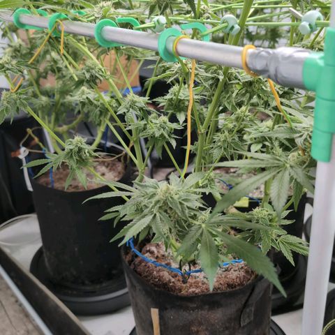 Sticky Berry Mints XXL  #2 growlog timeline photo