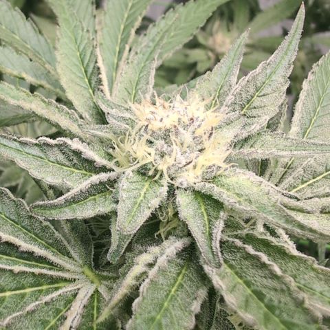 Sticky Berry Mints XXL  #3 growlog timeline photo