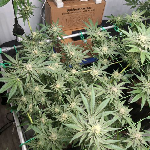Sticky Berry Mints XXL  #3 growlog timeline photo