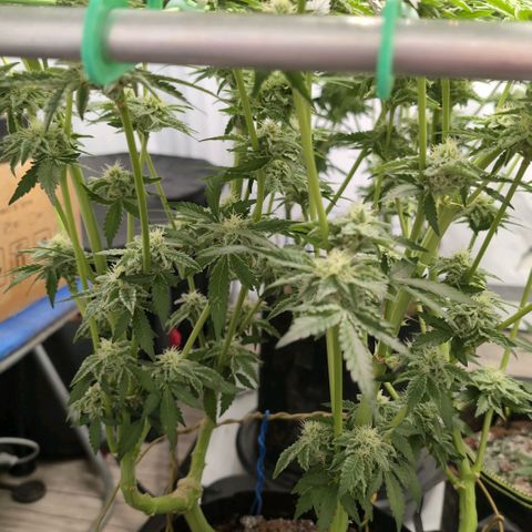 Sticky Berry Mints XXL  #3 growlog timeline photo