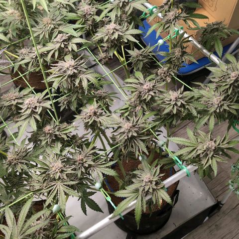 Sticky Berry Mints XXL  #1 growlog timeline photo